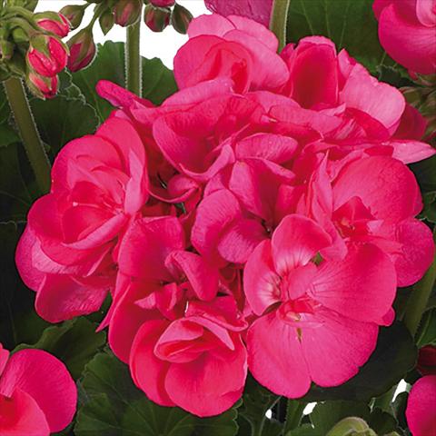 Foto de variedad de flores para ser usadas como: Maceta o Tarrina de colgar Pelargonium zonale Summer Idols® fides® Hot Pink