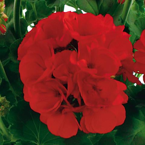 Foto de variedad de flores para ser usadas como: Maceta o Tarrina de colgar Pelargonium zonale Summer Idols® fides® True Red