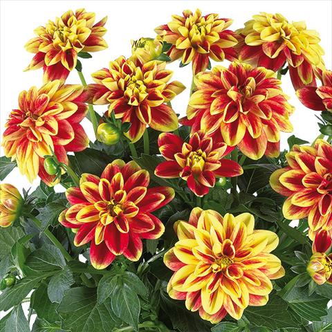 Foto de variedad de flores para ser usadas como: Maceta y planta de temporada Dahlia Dahlinova® fides® California