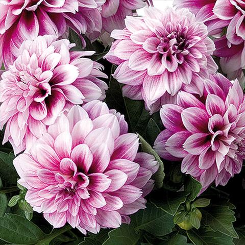 Foto de variedad de flores para ser usadas como: Maceta y planta de temporada Dahlia Dahlinova® fides® NewYork