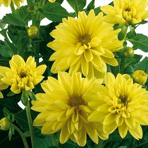 Foto de variedad de flores para ser usadas como: Maceta y planta de temporada Dahlia Dahlinova® Longlife fides® Panuco Improved
