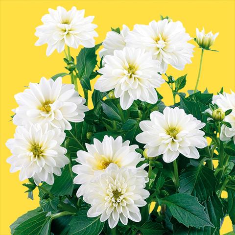 Foto de variedad de flores para ser usadas como: Maceta y planta de temporada Dahlia Dahlinova® Longlife fides® Pecos Improved