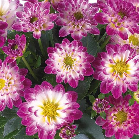 Foto de variedad de flores para ser usadas como: Maceta y planta de temporada Dahlia Dahlinova® Longlife fides® Yukon