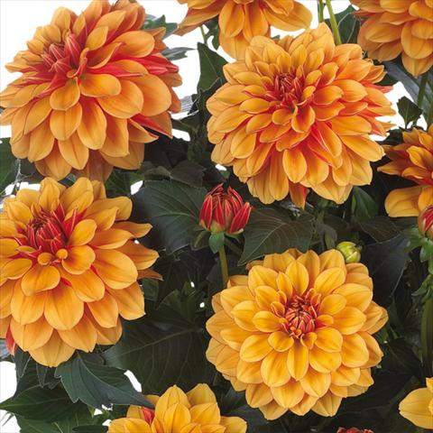 Foto de variedad de flores para ser usadas como: Maceta y planta de temporada Dahlia Dahlinova Hypnotica® fides® Bronze Bicolor