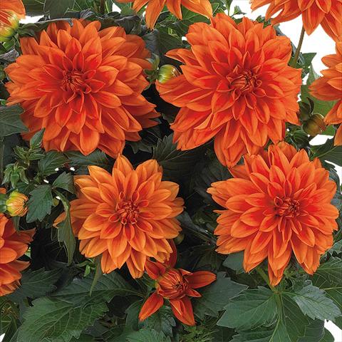 Foto de variedad de flores para ser usadas como: Maceta y planta de temporada Dahlia Dahlinova Hypnotica® fides® Orange
