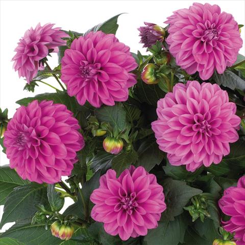 Foto de variedad de flores para ser usadas como: Maceta y planta de temporada Dahlia Dahlinova Hypnotica® fides® Pink