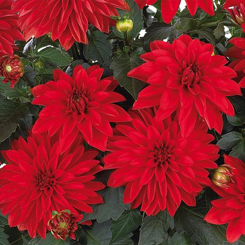 Foto de variedad de flores para ser usadas como: Maceta y planta de temporada Dahlia Dahlinova Hypnotica® fides® Red