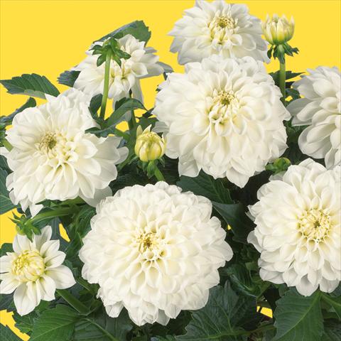 Foto de variedad de flores para ser usadas como: Maceta y planta de temporada Dahlia Dahlinova Hypnotica® fides® White