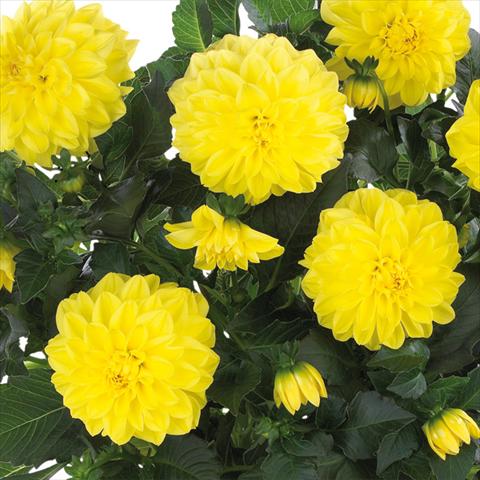 Foto de variedad de flores para ser usadas como: Maceta y planta de temporada Dahlia Dahlinova Hypnotica® fides® Yellow
