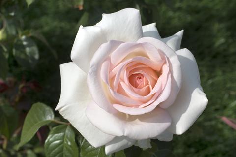Foto de variedad de flores para ser usadas como: Planta de temporada / borde del macizo Rosa Tea Prince Jardinier®