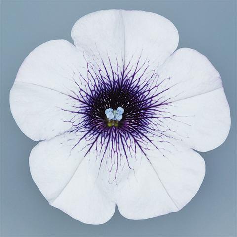 Foto de variedad de flores para ser usadas como: Maceta, planta de temporada, patio Petunia pendula Surfinia® mnp® Blue Vein