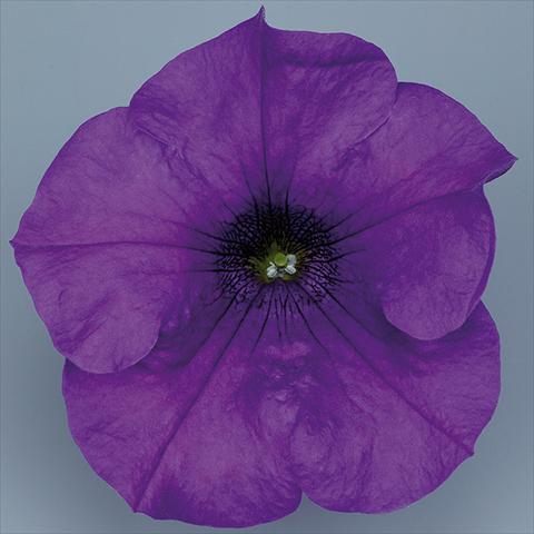 Foto de variedad de flores para ser usadas como: Maceta, planta de temporada, patio Petunia pendula Surfinia® mnp® Giant Blue