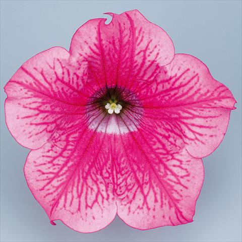 Foto de variedad de flores para ser usadas como: Maceta, planta de temporada, patio Petunia pendula Surfinia® mnp® Hot Pink