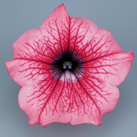 Foto de variedad de flores para ser usadas como: Maceta, planta de temporada, patio Petunia pendula Surfinia® mnp® Hot Red