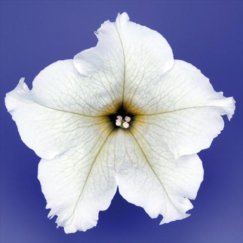 Foto de variedad de flores para ser usadas como: Maceta, planta de temporada, patio Petunia pendula Surfinia® mnp® Lime