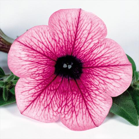 Foto de variedad de flores para ser usadas como: Maceta, planta de temporada, patio Petunia pendula Surfinia® mnp® Pink Vein 2006