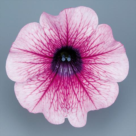 Foto de variedad de flores para ser usadas como: Maceta, planta de temporada, patio Petunia pendula Surfinia® mnp® Rose Vein