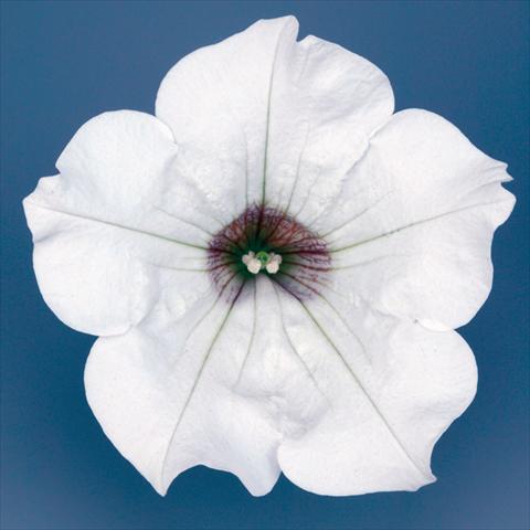 Foto de variedad de flores para ser usadas como: Maceta, planta de temporada, patio Petunia pendula Surfinia® mnp® White