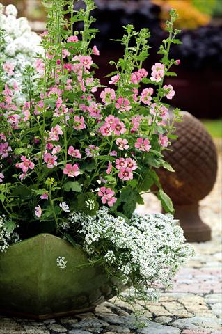 Foto de variedad de flores para ser usadas como: Maceta o Tarrina de colgar Anisondonthea Lady in Pink