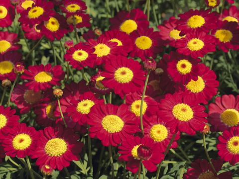 Foto de variedad de flores para ser usadas como: Maceta y planta de temporada Argyranthemum frutescens Starlight® Red PLA®