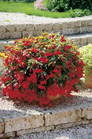 Foto de variedad de flores para ser usadas como: Patio, Tarrina de colgar Begonia Belleconia™ Red