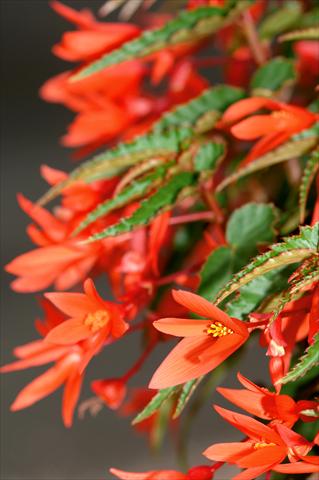 Foto de variedad de flores para ser usadas como: Patio, Tarrina de colgar Begonia PW Summerwings™ Orange