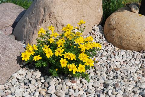 Foto de variedad de flores para ser usadas como: Patio, planta de temporada Bidens ferulifolia Eggy Top