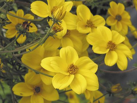 Foto de variedad de flores para ser usadas como: Patio, planta de temporada Bidens ferulifolia Peters Goldrush