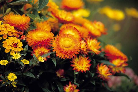 Foto de variedad de flores para ser usadas como: Maceta y planta de temporada Helichrysum (Bracteantha) Sundaze™ Bronze