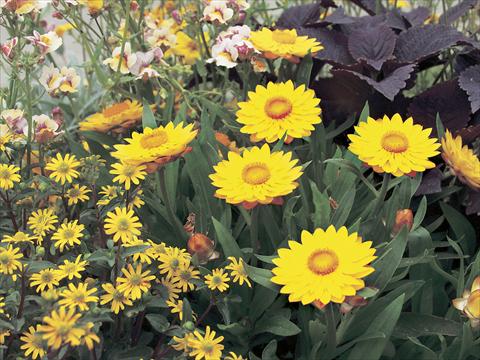 Foto de variedad de flores para ser usadas como: Maceta y planta de temporada Helichrysum (Bracteantha) Sundaze™ Gold