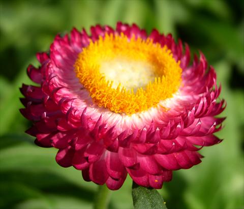 Foto de variedad de flores para ser usadas como: Maceta y planta de temporada Helichrysum (Bracteantha) Sundaze™ Magenta