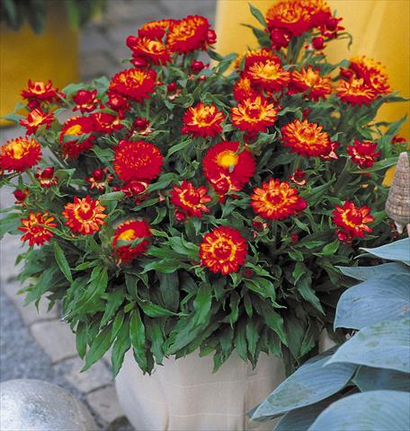 Foto de variedad de flores para ser usadas como: Maceta y planta de temporada Helichrysum (Bracteantha) Sundaze™ New Red