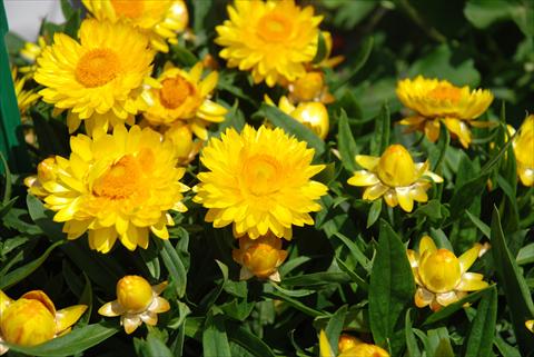 Foto de variedad de flores para ser usadas como: Maceta y planta de temporada Helichrysum (Bracteantha) Sundaze™ Totally Yellow