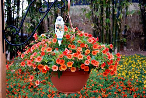Foto de variedad de flores para ser usadas como: Patio, Maceta Calibrachoa Superbells Orange