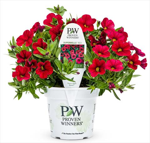 Foto de variedad de flores para ser usadas como: Patio, Maceta Calibrachoa Superbells Red Devil