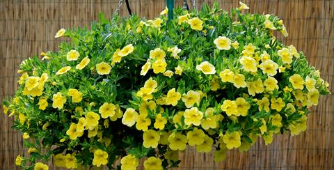 Foto de variedad de flores para ser usadas como: Patio, Maceta Calibrachoa Superbells Yellow