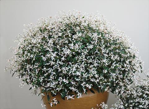 Foto de variedad de flores para ser usadas como: Patio, Maceta Chameasyce hypericifolia Breathless Blush