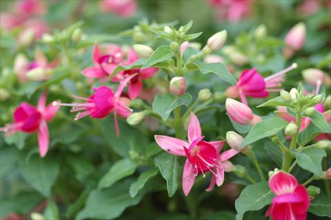 Foto de variedad de flores para ser usadas como: Maceta Fuchsia Cherry