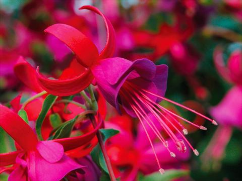 Foto de variedad de flores para ser usadas como: Maceta Fuchsia Shadowdancer™ Marcia