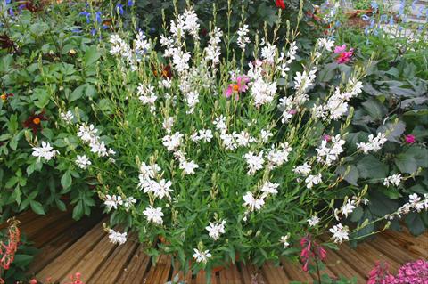 Foto de variedad de flores para ser usadas como: Maceta y planta de temporada Gaura lindheimeri Papillion White