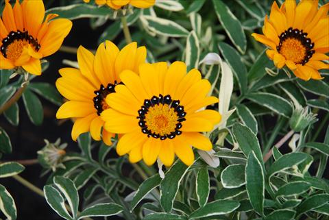 Foto de variedad de flores para ser usadas como: Maceta o Tarrina de colgar Gazania splendens Eagle Eye