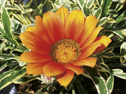 Foto de variedad de flores para ser usadas como: Patio, planta de temporada Gazania splendens Tiger Eye