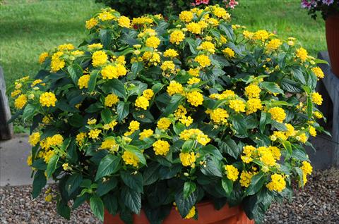 Foto de variedad de flores para ser usadas como: Patio, planta de temporada Lantana camara TOP Calippo Gold