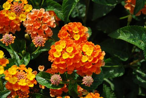Foto de variedad de flores para ser usadas como: Maceta o Tarrina de colgar Lantana camara TOP Calippo Mandarin