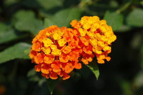 Foto de variedad de flores para ser usadas como: Patio, planta de temporada Lantana camara TOP Calippo Orange