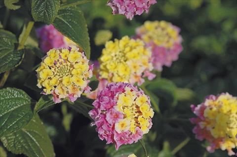 Foto de variedad de flores para ser usadas como: Maceta o Tarrina de colgar Lantana camara TOP Calippo Tucano