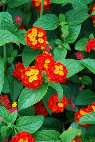 Foto de variedad de flores para ser usadas como: Maceta o Tarrina de colgar Lantana camara TOP Mini Red