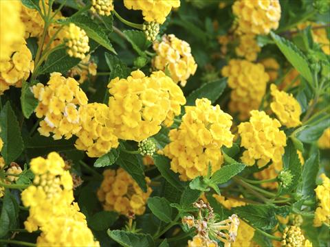 Foto de variedad de flores para ser usadas como: Maceta o Tarrina de colgar Lantana camara TOP Mini Yellow