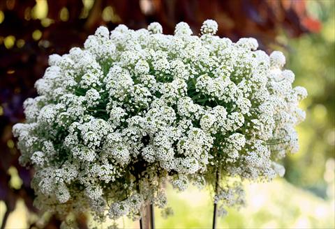 Foto de variedad de flores para ser usadas como: Patio, Maceta Lobularia maritima Snow Princess