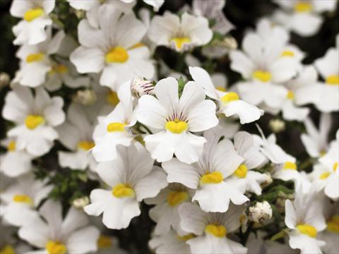 Foto de variedad de flores para ser usadas como: Patio, Maceta Nemesia Sunsatia™ Anona